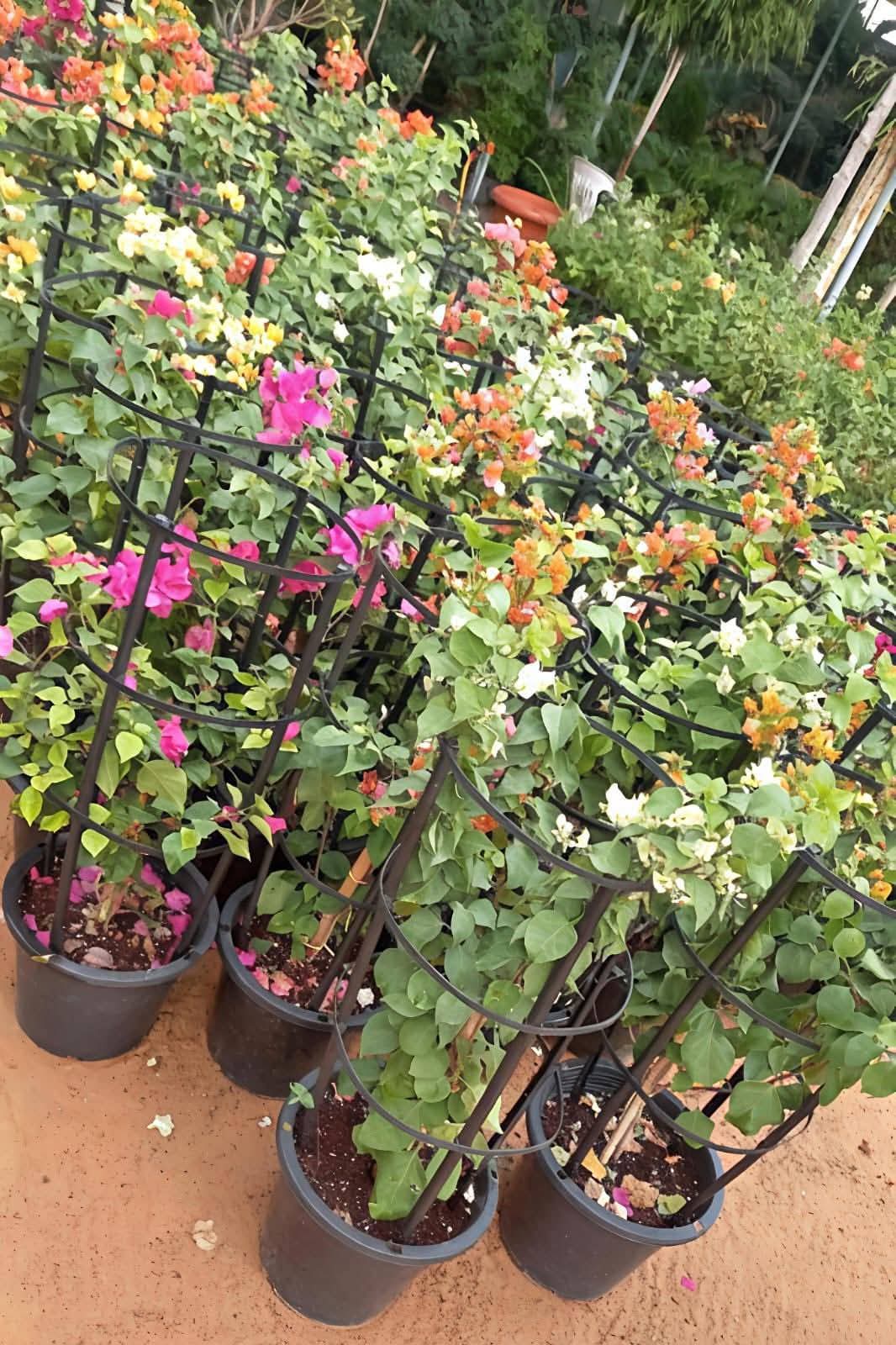 Bougainvillea trained on frames at the nursery