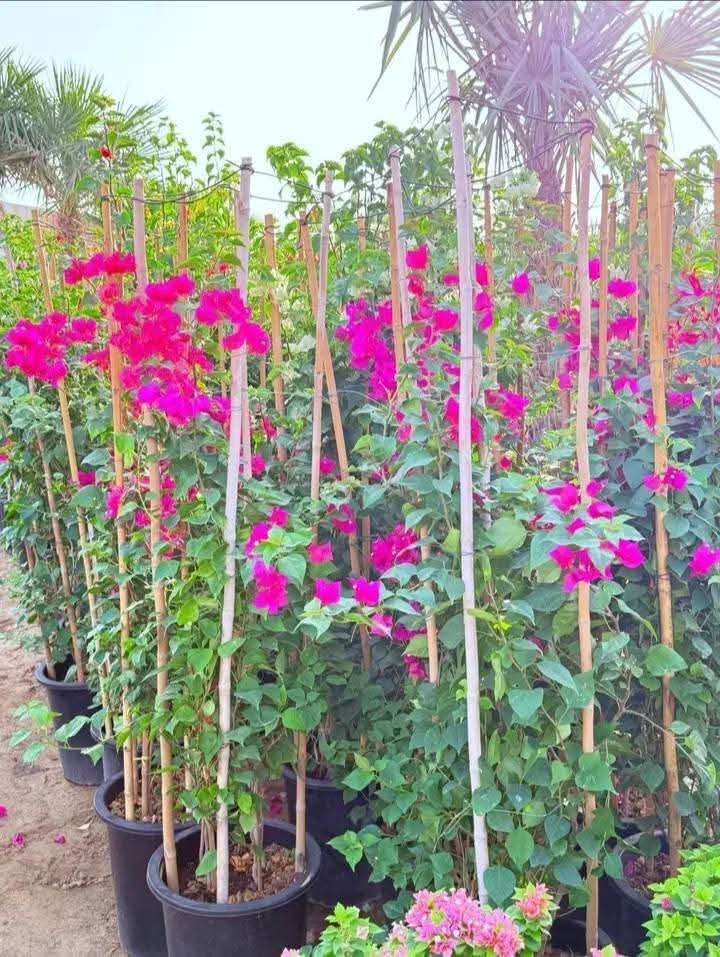 Magenta bougainvillea on stakes in a nursery