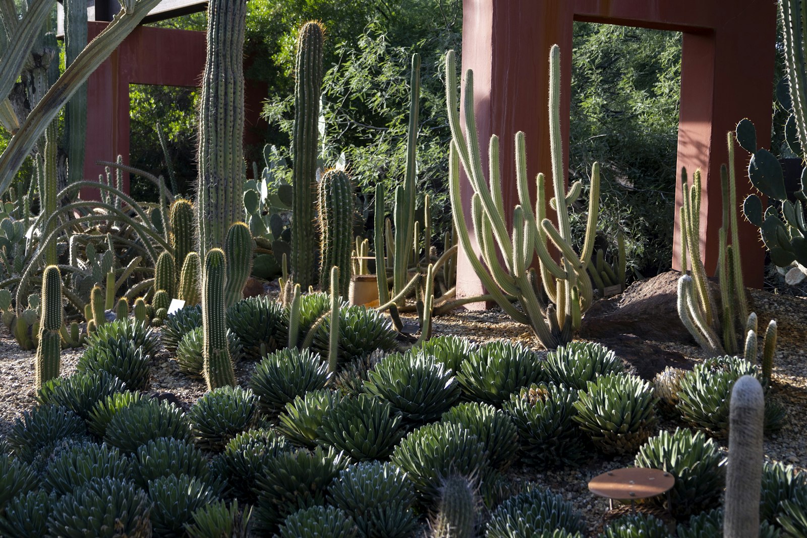 Desert-adapted planting with succulents