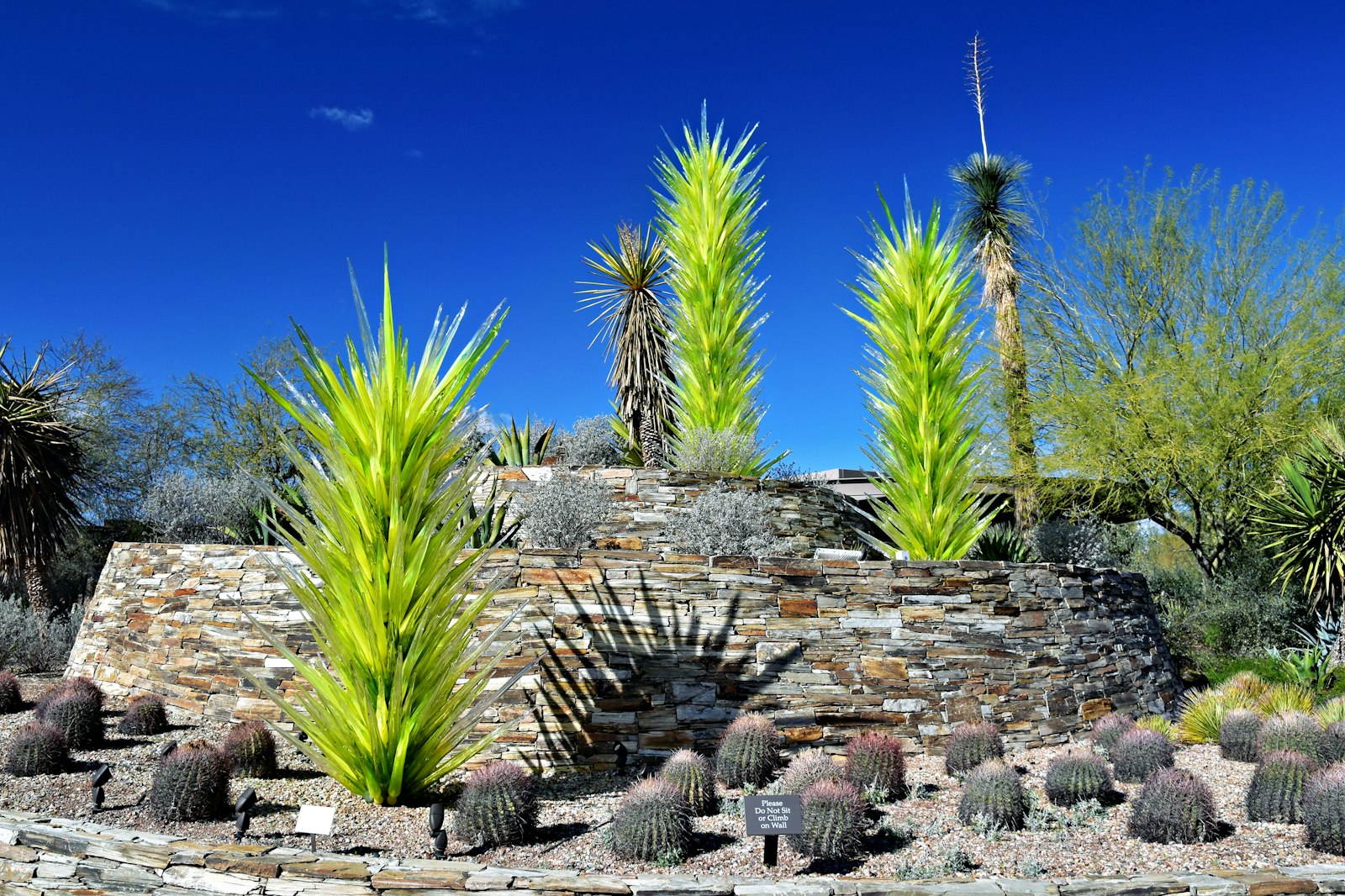 Rock garden with agave and cacti